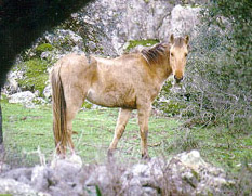 SORRAIA